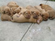 Top Quality Dogue de Bordeaux Puppies for sale
