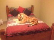 queen size bed for sale