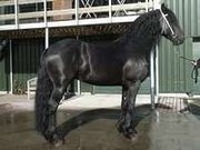 lovely friesian mare horse for adoption