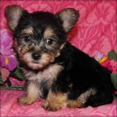 baeutiful adorable yorkie puppies for home adoption