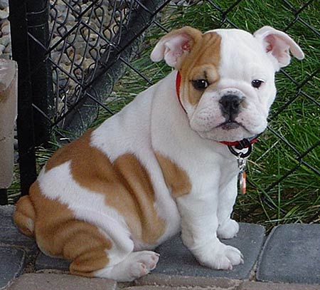 english bulldog puppies for sale - Dogs for sale, puppies for sale english bulldog puppies for sale - Dogs for sale, puppies for sale